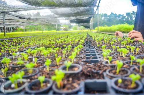 Seeds Of Fast Growing Tree Species In The Nursery Forest Seeds Of Fast Growing Tree Species In The Nursery Forest