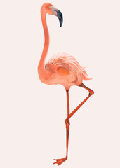Hand drawn pink flamingo - obrazy, fototapety, plakaty
