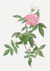 Pink boursault rose
