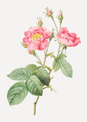 Fototapeta premium Vintage pink rose poster
