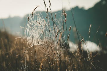 Spider web in tall grass on blurred background