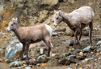 Young Big Horn sheep