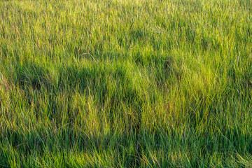 fresh spring green grass background