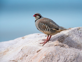Chukar
