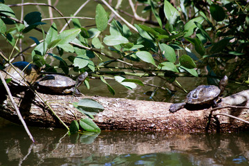 Fototapeta premium two turtles basking in the sun