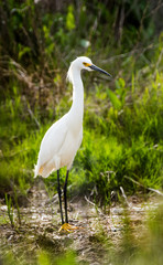 Fototapeta premium Egret