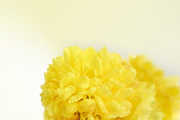 yellow chrysanthemums on the edge of the sheet on a light background