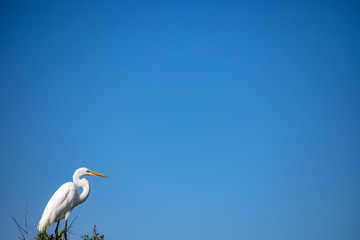 white egret on sky background