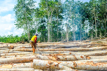 male worker cut the timber using chainsaw in forest concession company