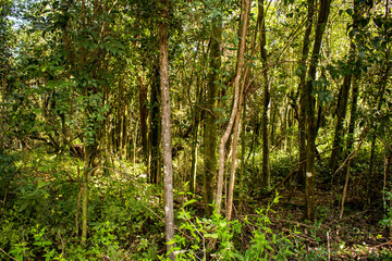Fototapeta na wymiar Thick forest of thin trees with abundant foliage.
