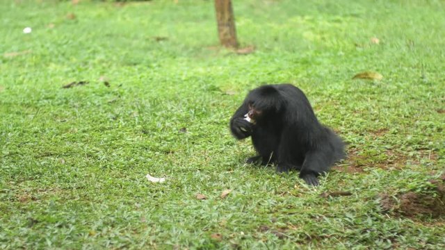 Monkey sitting on a lawn eating banana. The background of the image is blurred.