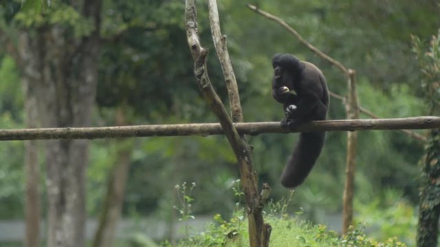 Little monkey eating and walking on a branch. Image background is out of focus.