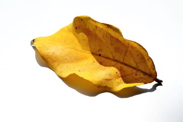 Naklejka premium Dried leaves with nature on a white background.