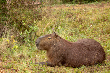 Largest rodent in the world called Carpincho in its habitat.