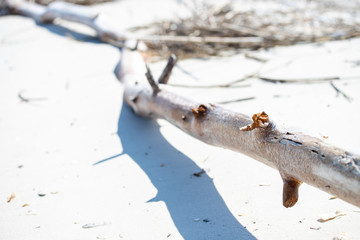 dry wood on the sandy beach