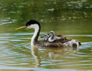 Grebe