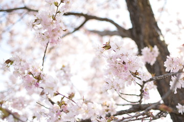 桜の木立