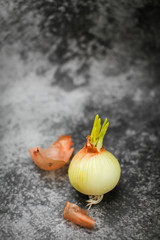 Green onions sprouting from the bulb in selective focus on gray background. little leaves of green onions
