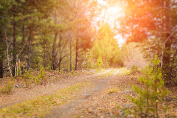 Autumn forest scenery with rays of warm light illumining the gold foliage and a footpath with tilt shift Effect.