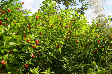 Flowers, trees and plants in Brasilia Botanical Garden in Brazil.