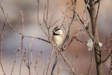 Winter Chickadee