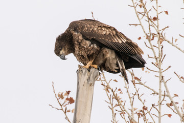 Golden Eagle Perch