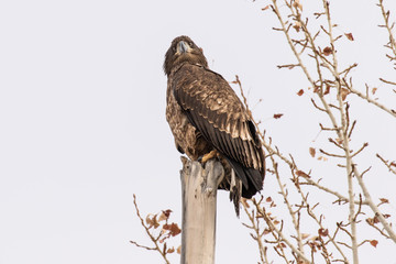 Golden Eagle Stare