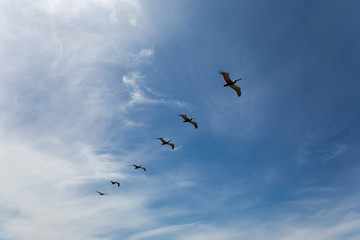 A flock of Pelicans flying against blue sky