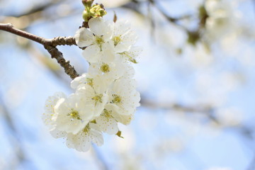 Obraz premium 桜咲く