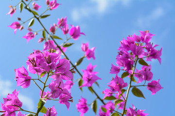 ブーゲンビレア