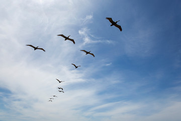 Fototapeta premium A flock of Pelicans flying against blue sky