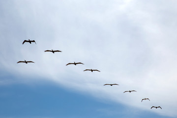 A flock of Pelicans flying against blue sky