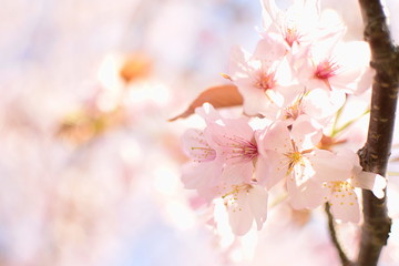 桜の花びら