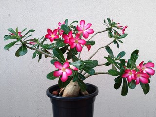 Desert flower