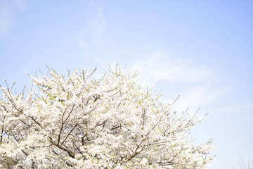 春空とソメイヨシノ