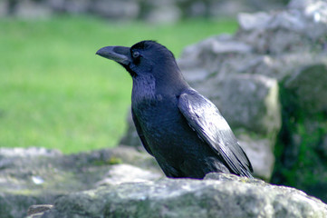 Royal raven in the London Tower