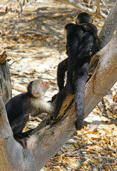 A baby white-headed capuchin monkey (cebus capucinus) on his mother’s back on a tree branch in Peninsula Papagayo, Guanacaste, Costa Rica