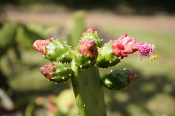 Flowers, trees and plants in Brasilia Botanical Garden in Brazil.