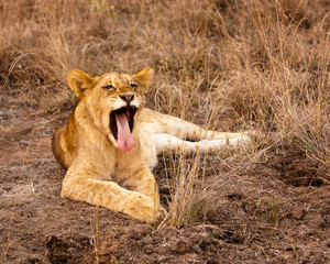 Lion Cub Yawning With Tongue