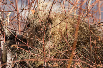 Porcupine