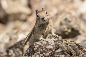 Golden Mantled Ground Squirrel III