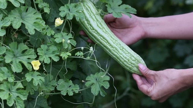 Famer agriculture checking quality of bitter melon or Momordica charantia plant in the organic garden. 