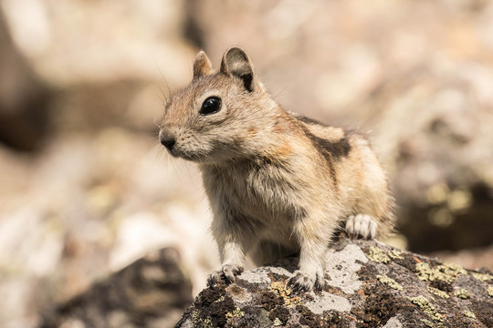 Golden Mantled Ground Squirrel II