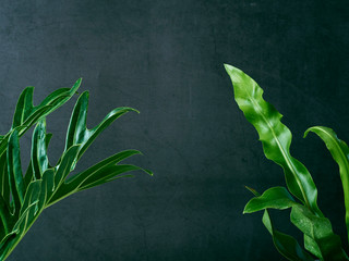 Philodendron xanadu plant leaf the tropical © jittima