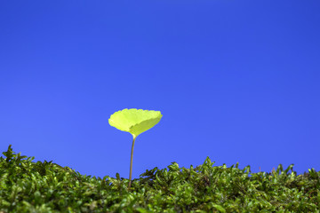 春の野原　新しい芽