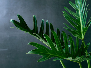 Philodendron xanadu plant leaf the tropical