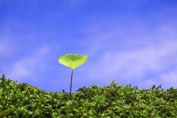 春の野原　新しい芽
