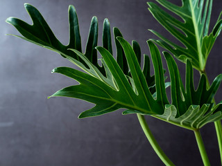 Philodendron xanadu plant leaf the tropical