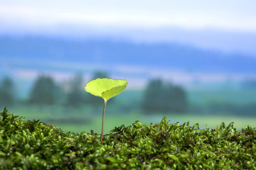 春の野原　新しい芽