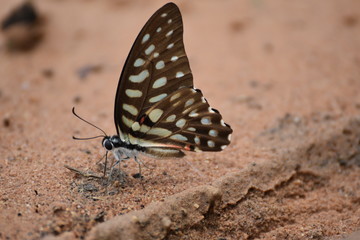 butterfly